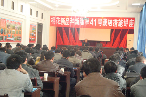 富全棉種栽培技術(shù)講座