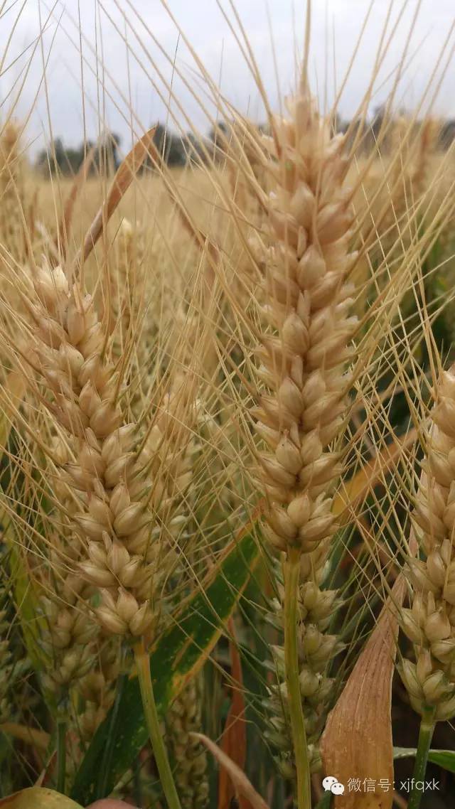 新冬46號-富全新品小麥