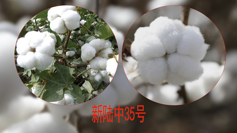 新陸中35號